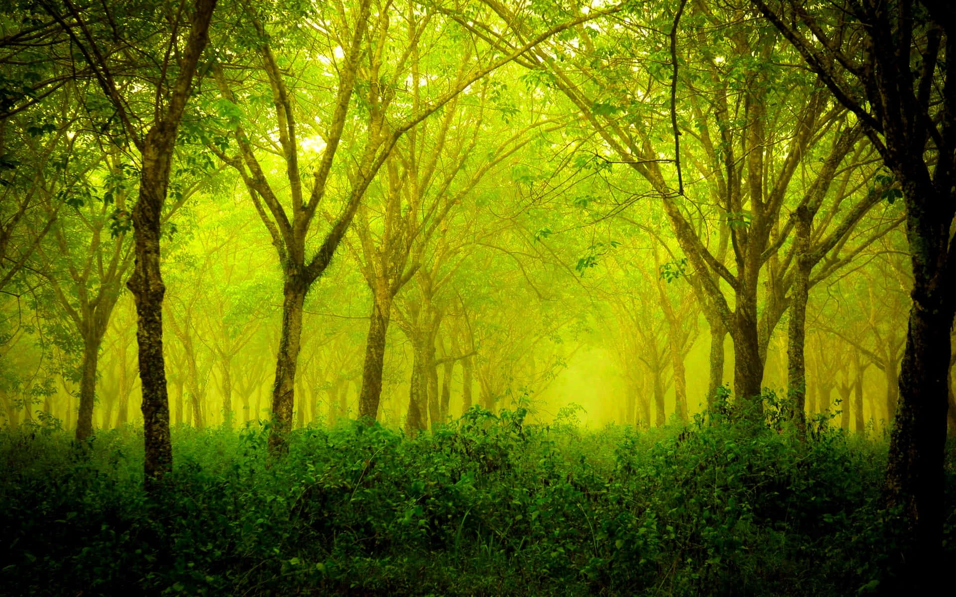 Waldgrünerhintergrund