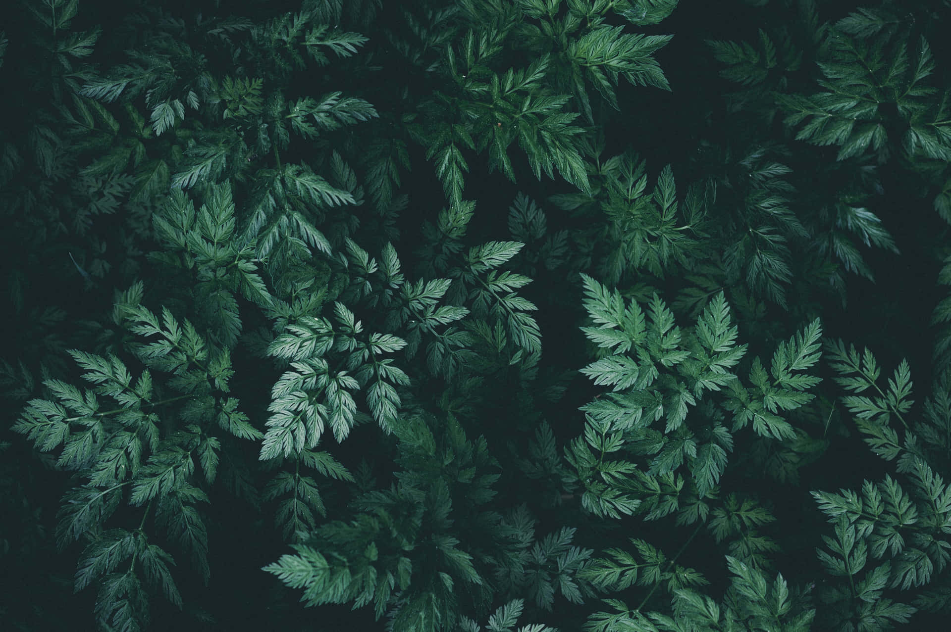 Hintergrundin Waldbegrün