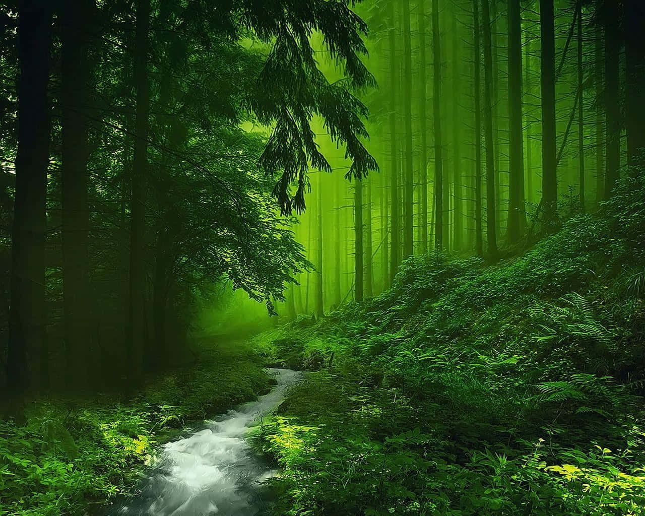 En strøm i skoven med grønne træer og hvid sne Wallpaper