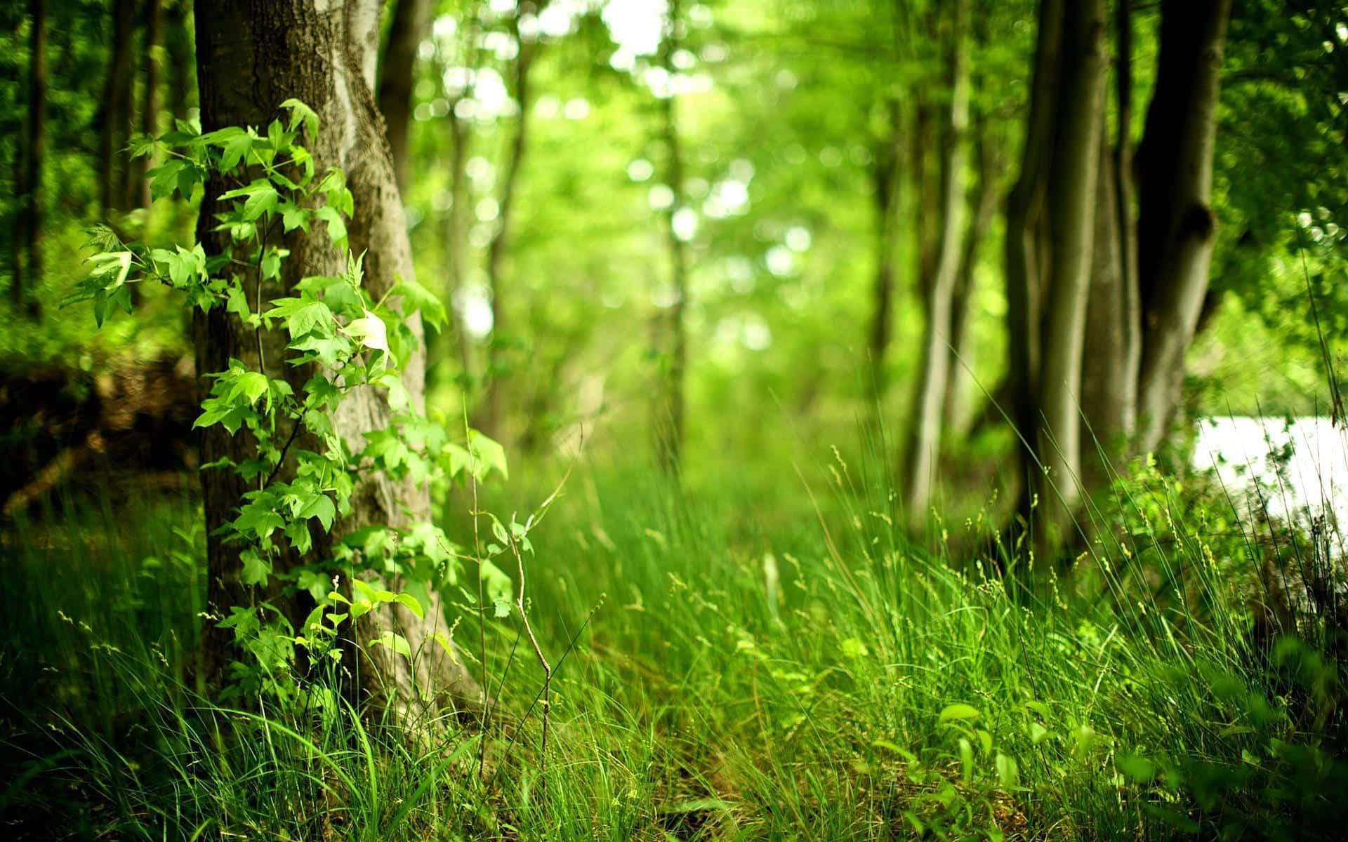 En luksuriøs skov af grønt, perfekt til fredfyldte gåture og naturobservation. Wallpaper