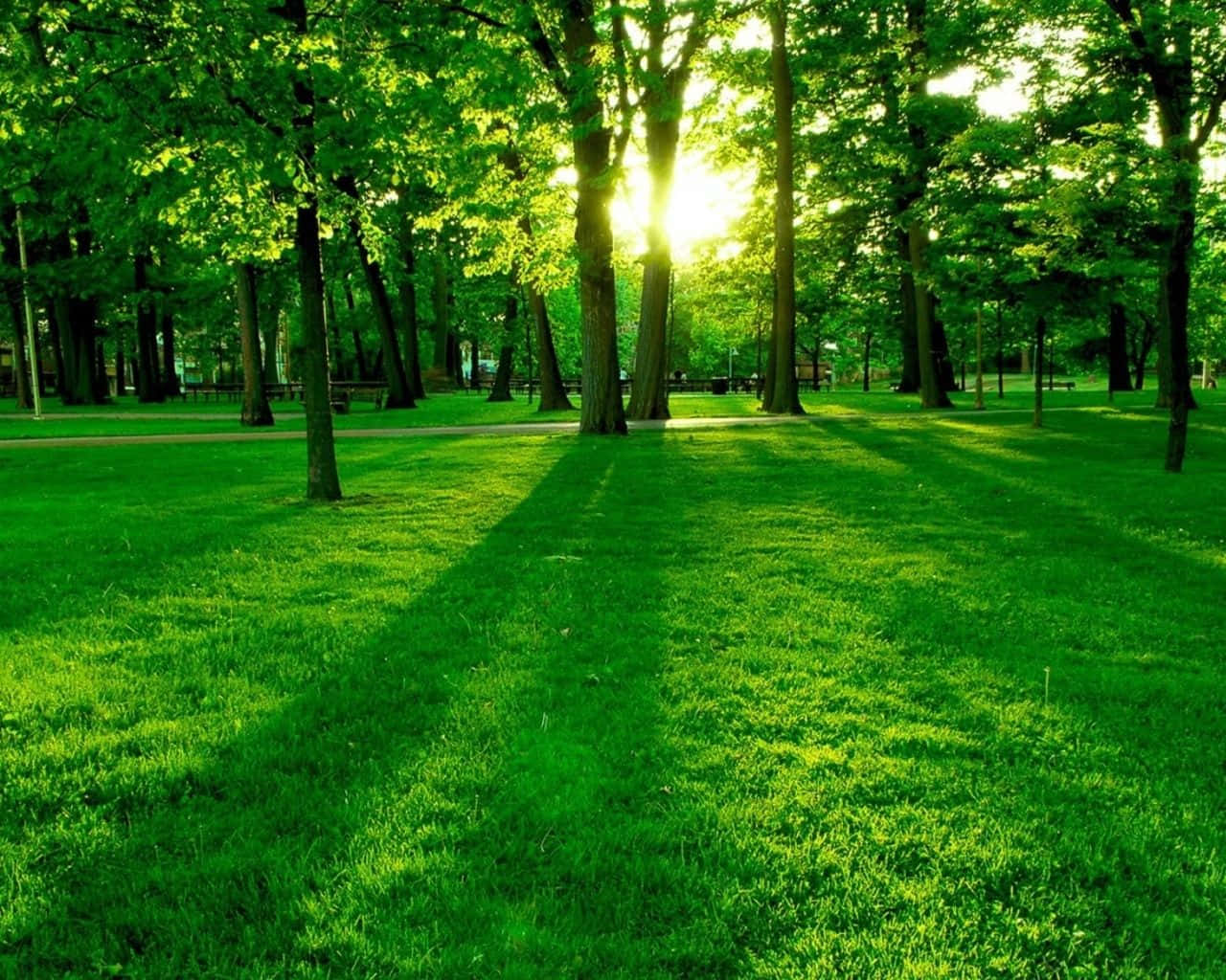 Et scenisk udsigt af en frodig skov grøn i naturen. Wallpaper