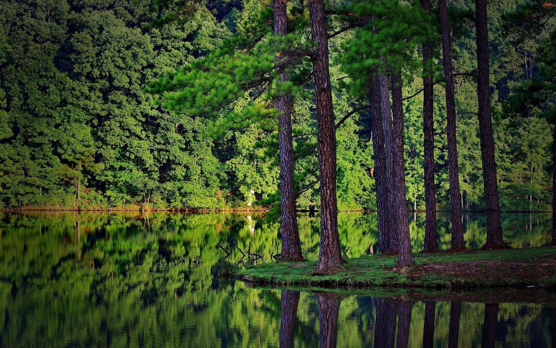 Bosqueverde Con Lago Fondo de pantalla