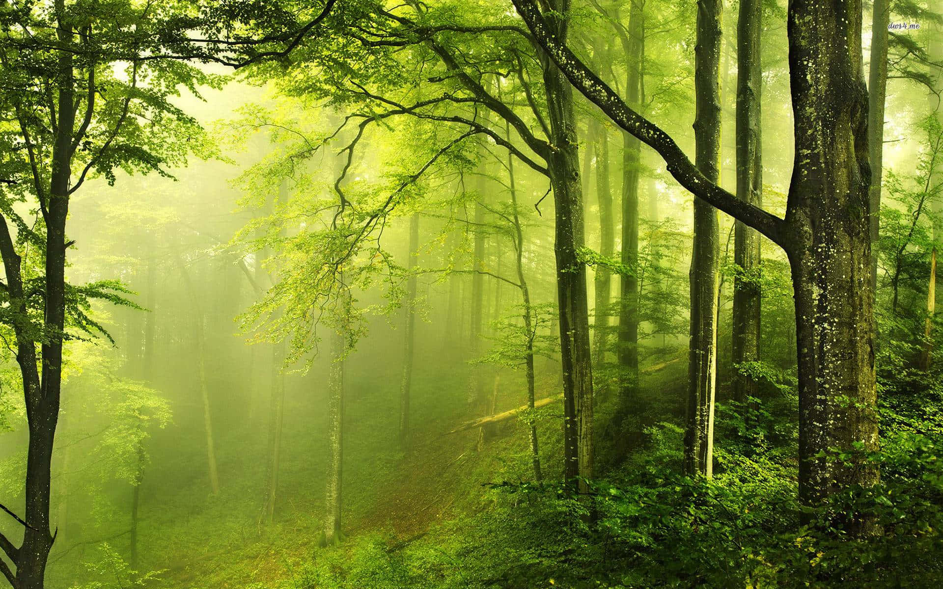 A Stream Runs Through It - The Beauty of a Forest Green Setting Wallpaper