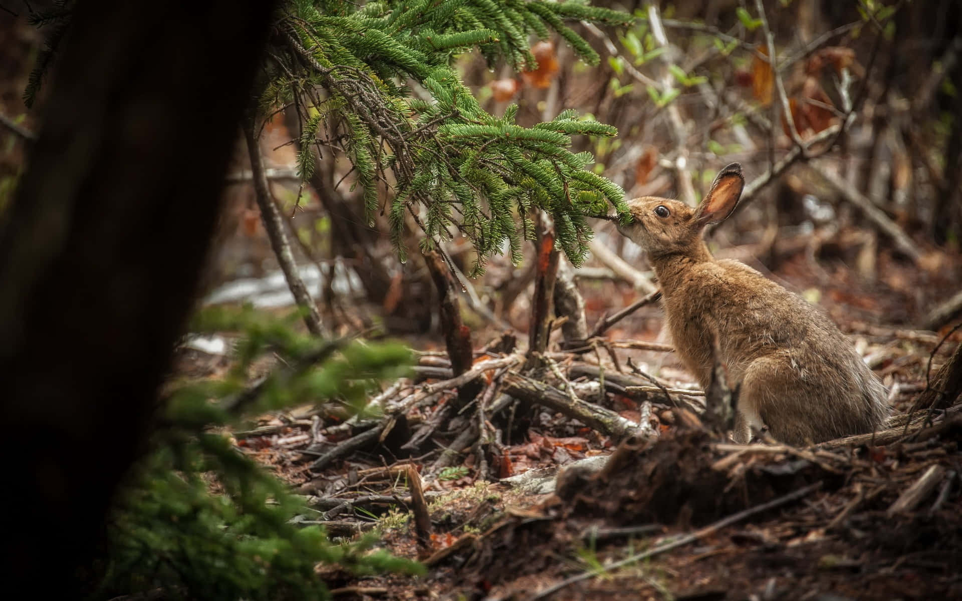 Forest_ Hare_ Amidst_ Foliage.jpg Wallpaper