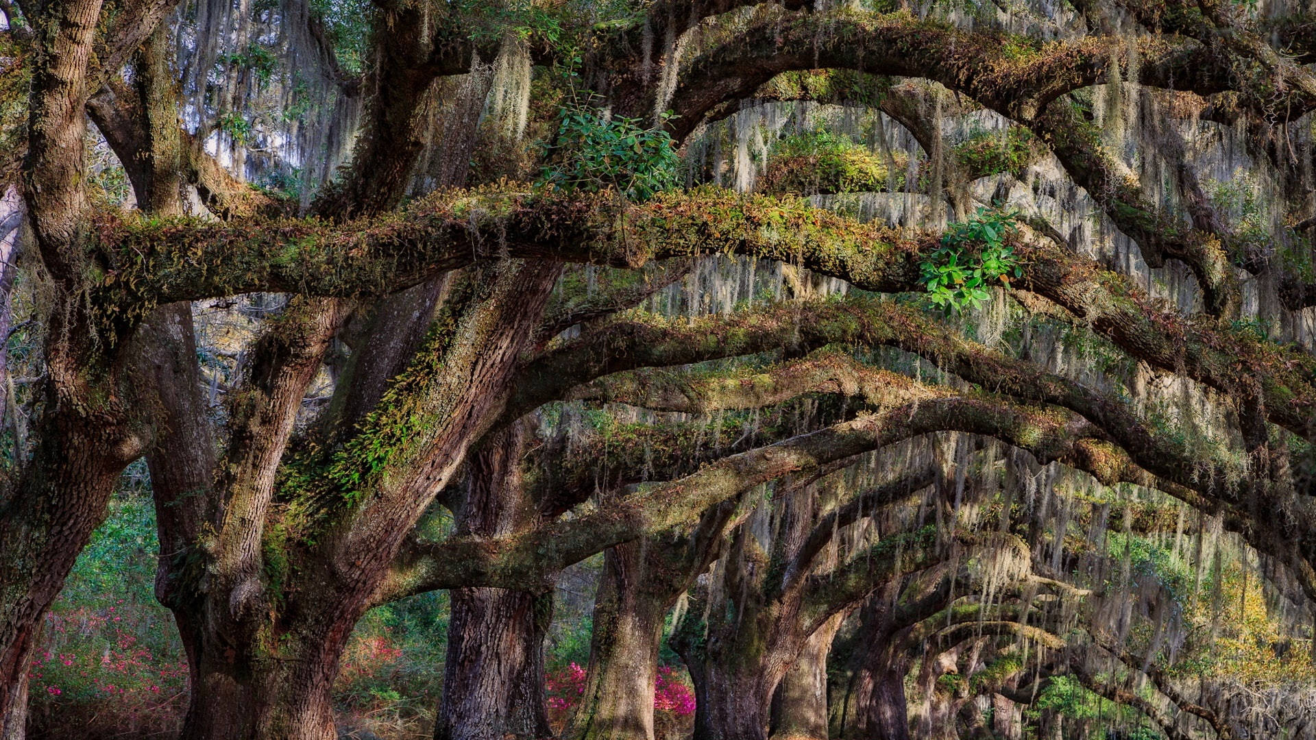 Bosqueen Charleston, Carolina Del Sur. Fondo de pantalla