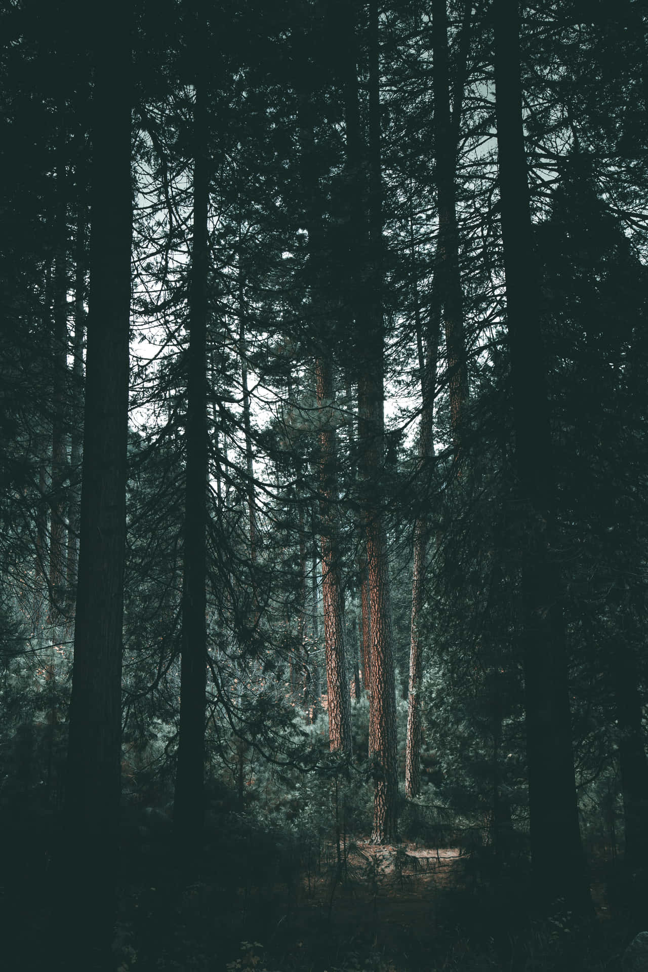 Forest In Moody Effect Wallpaper