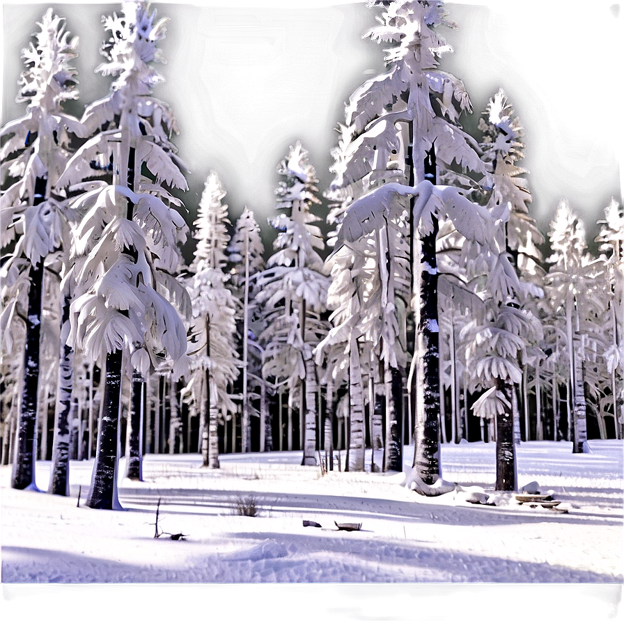 Forest In Winter White Png Kow PNG