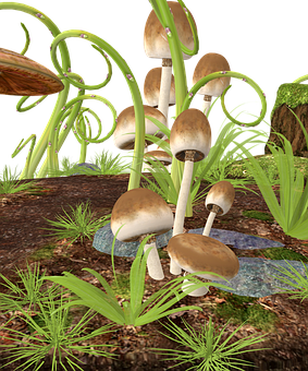 Forest_ Mushrooms_ Digital_ Rendering PNG