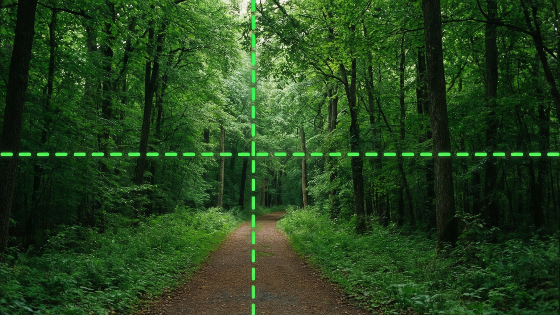 Trilha da Floresta Grade Papéis de Parede