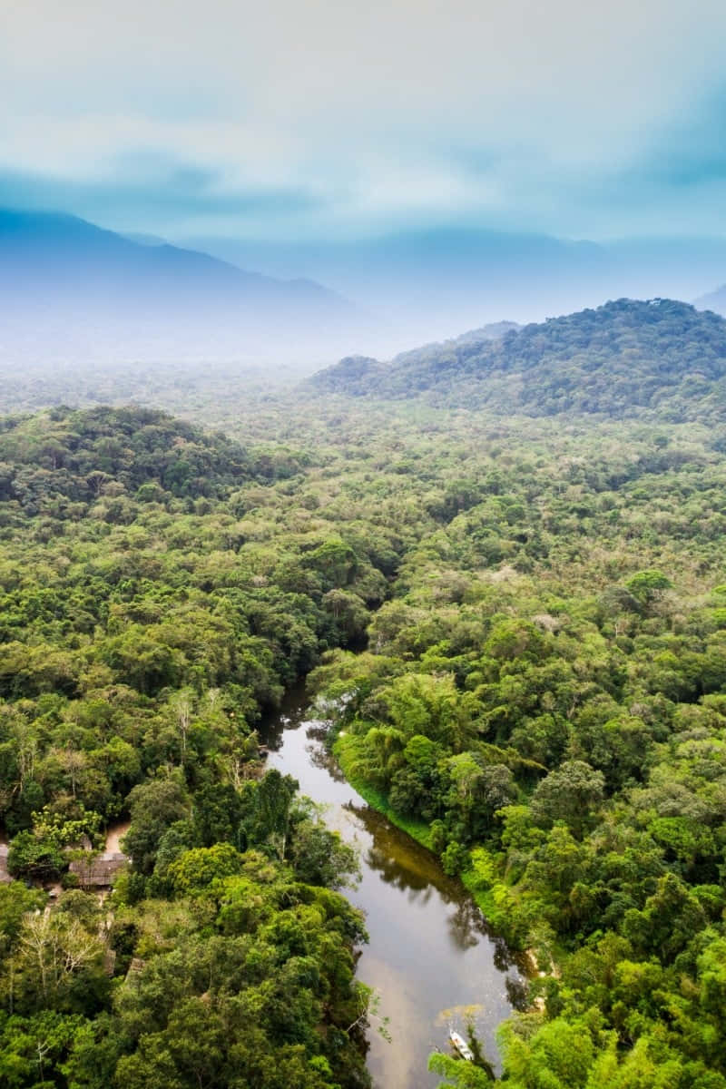aerial view of the rainforest in colombia