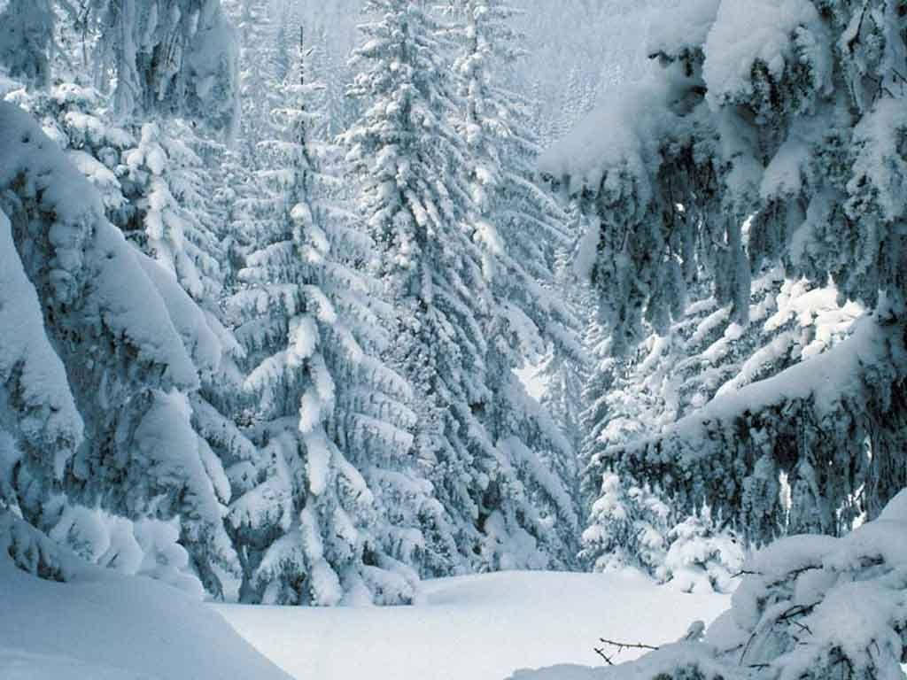 Majestic Winter Scenery in a Pine Forest Wallpaper