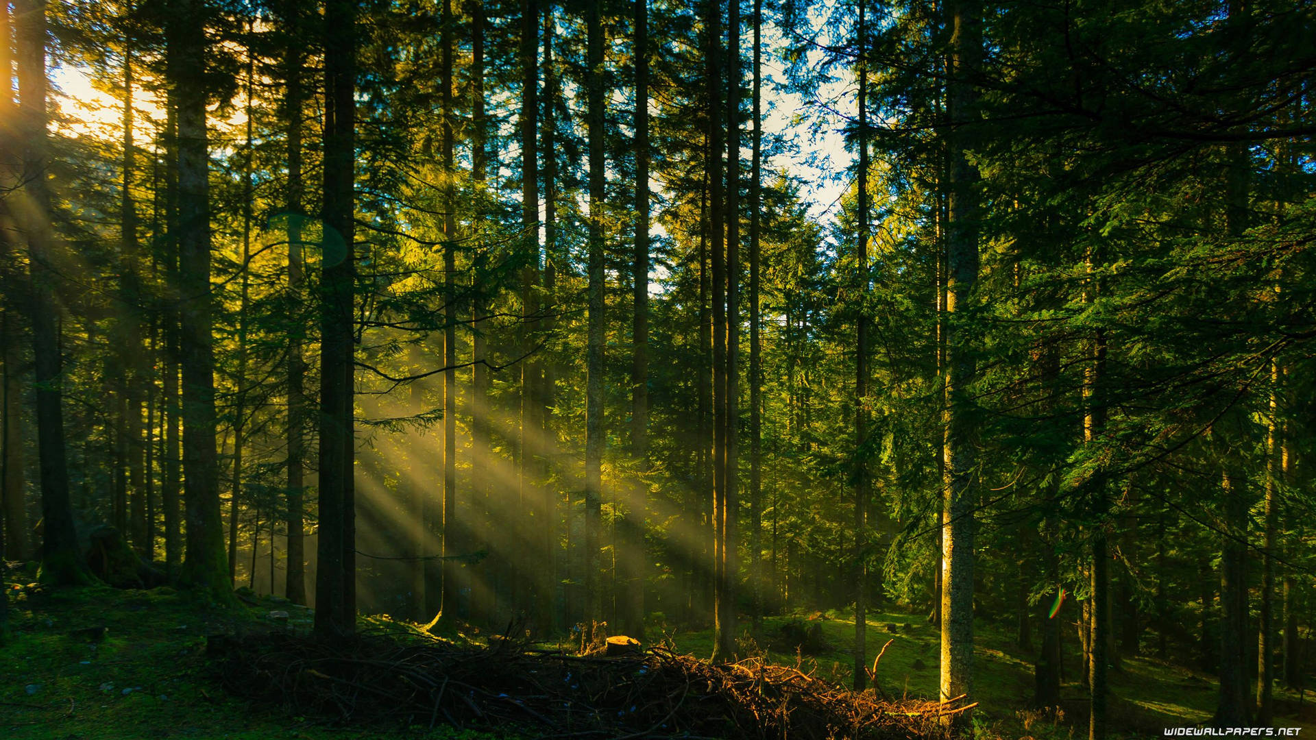 Forest Rays Of Light Picture