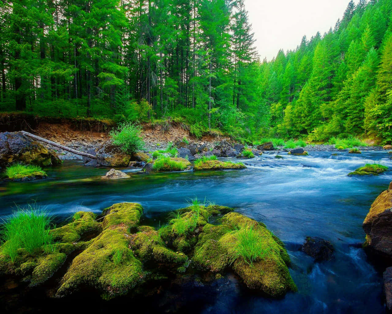 Waldfluss Grüne Bäume Naturfotografie Wallpaper
