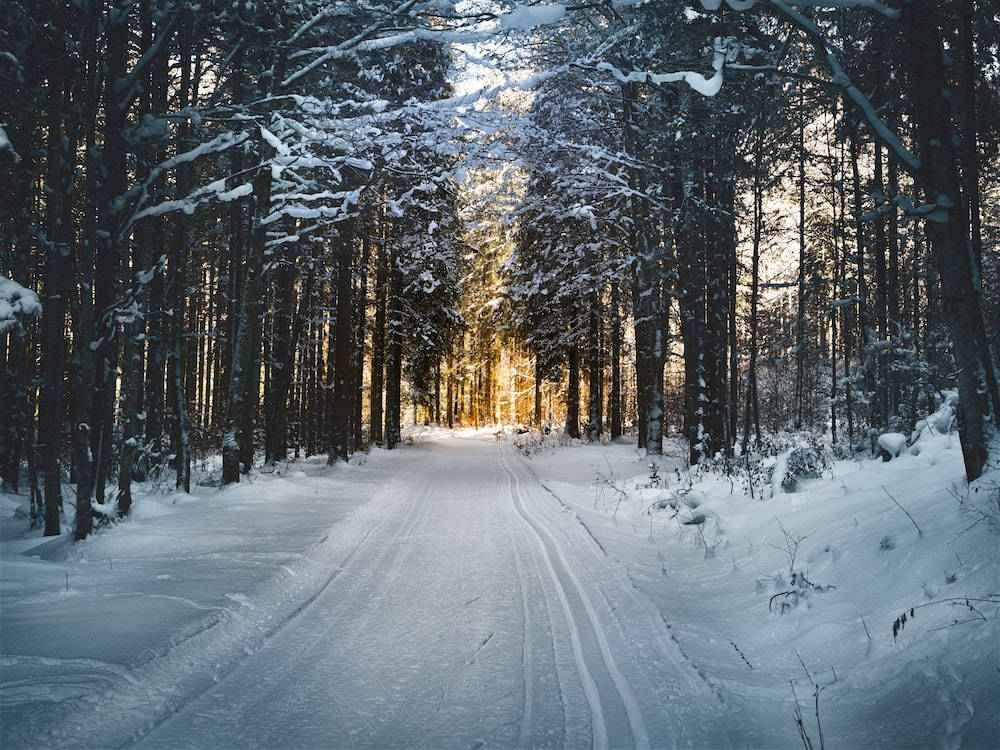Forest Road Winter Scenery Wallpaper