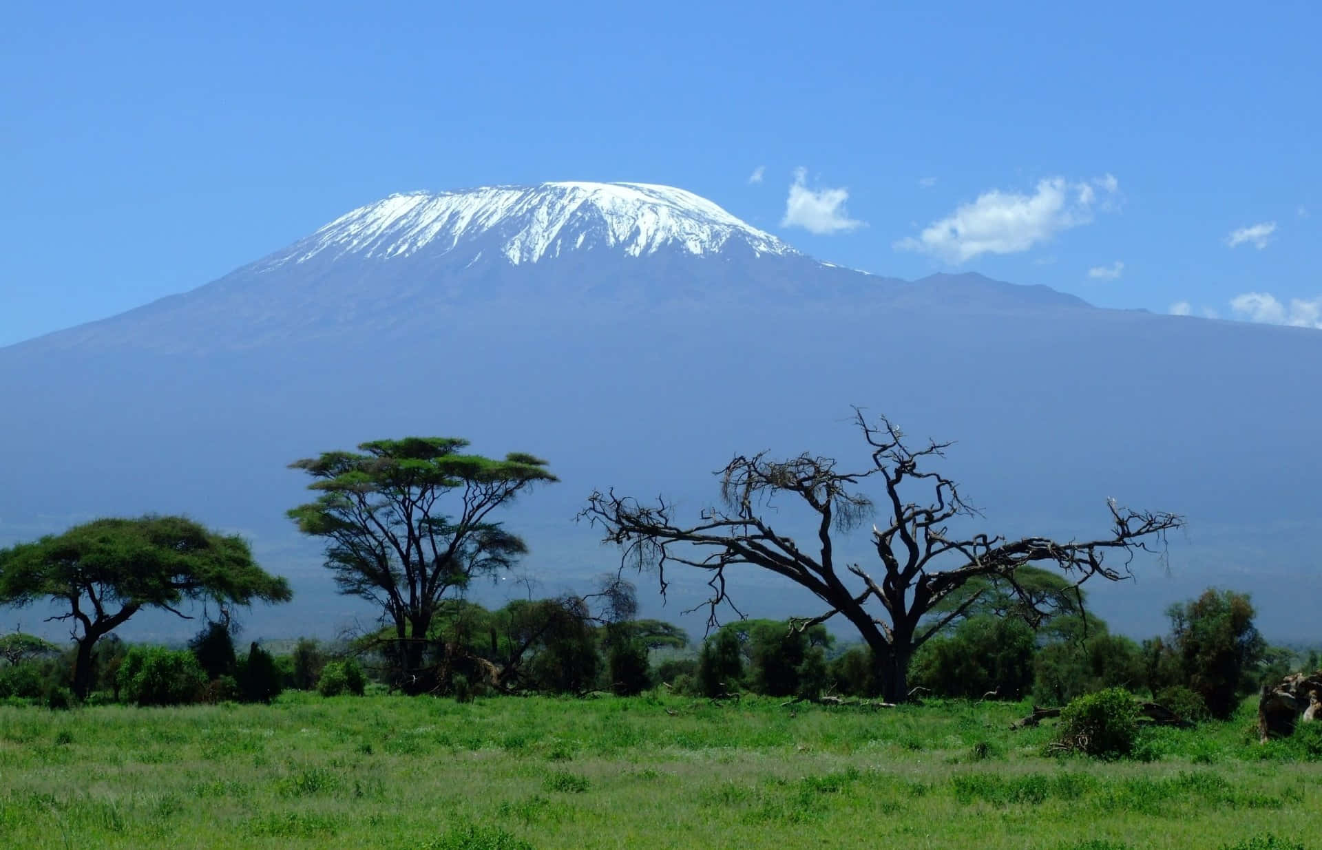 Forest Sanctuary At Mount Kilimanjaro Background