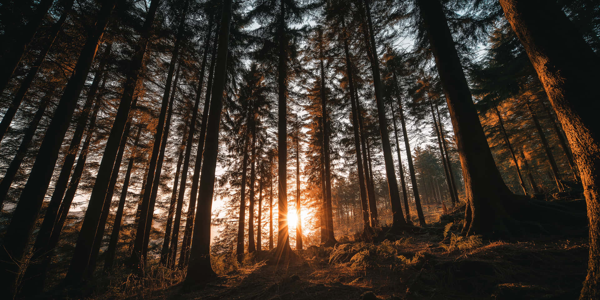 Forest Serenity Wallpaper