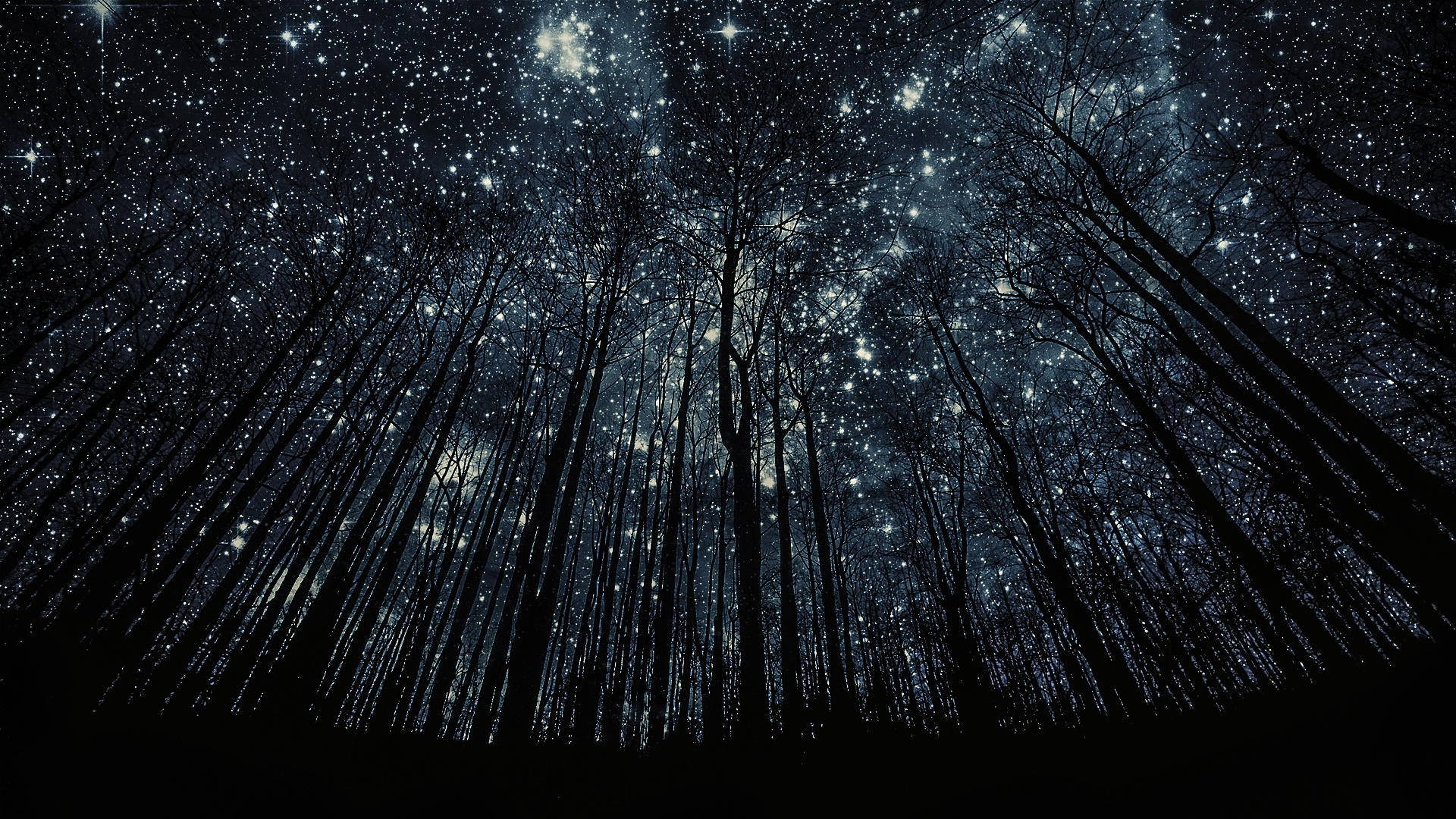 Forest Stars In The Beautiful Night