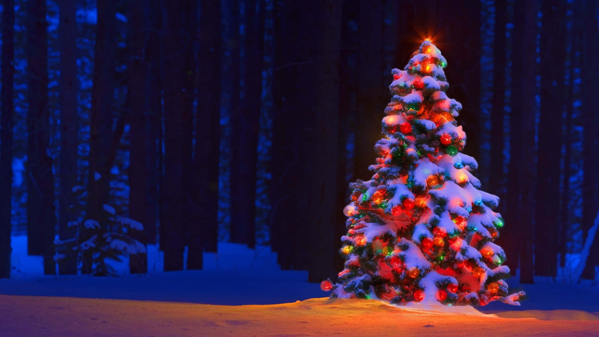 Forest Tree High Resolution Christmas Desktop Wallpaper