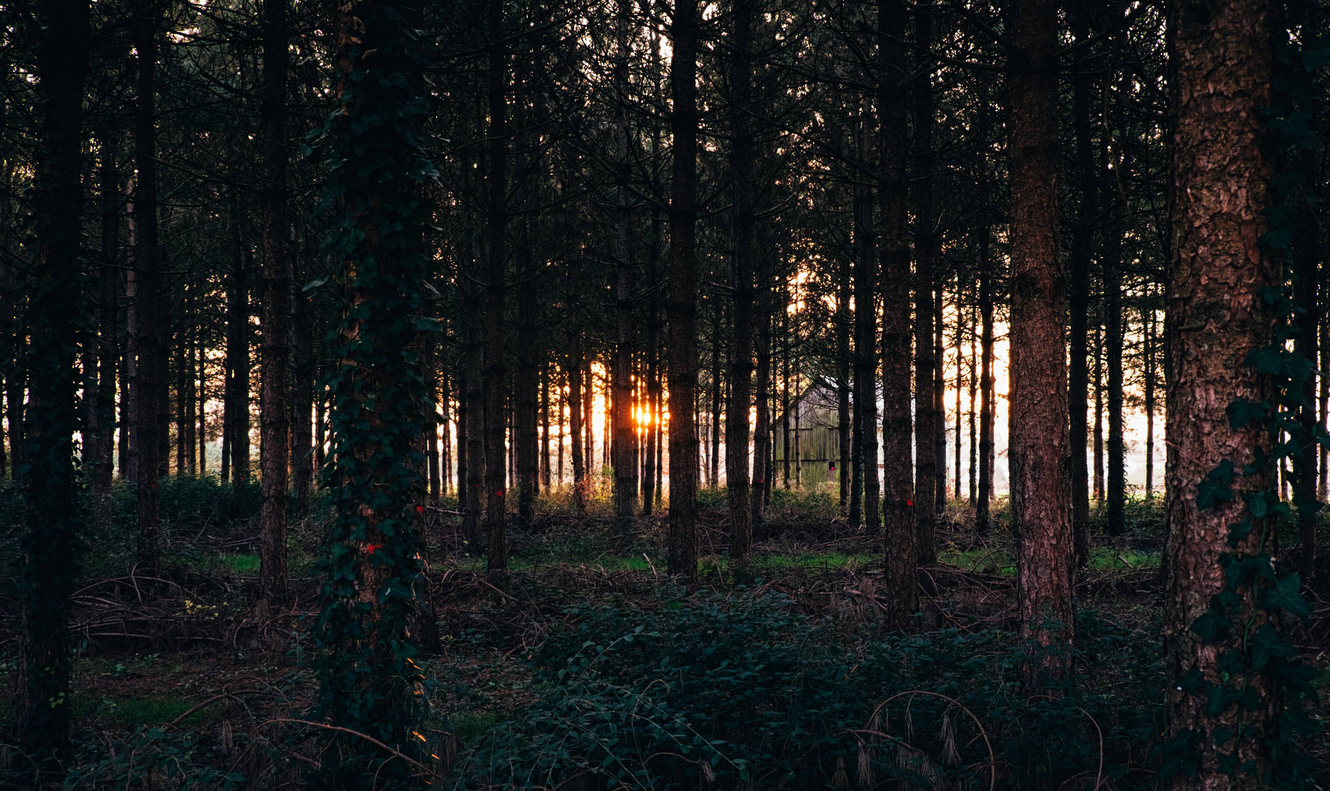 Forest Trees In Evening