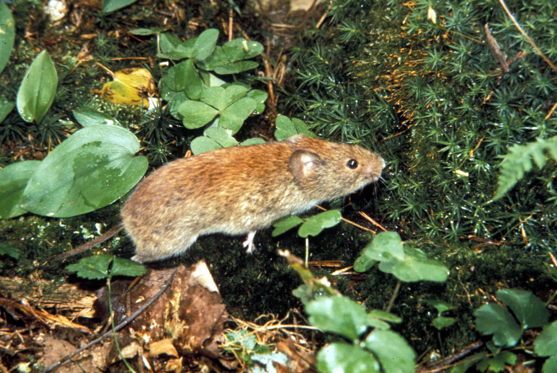 Boswoelmuis In Habitat.jpg Achtergrond