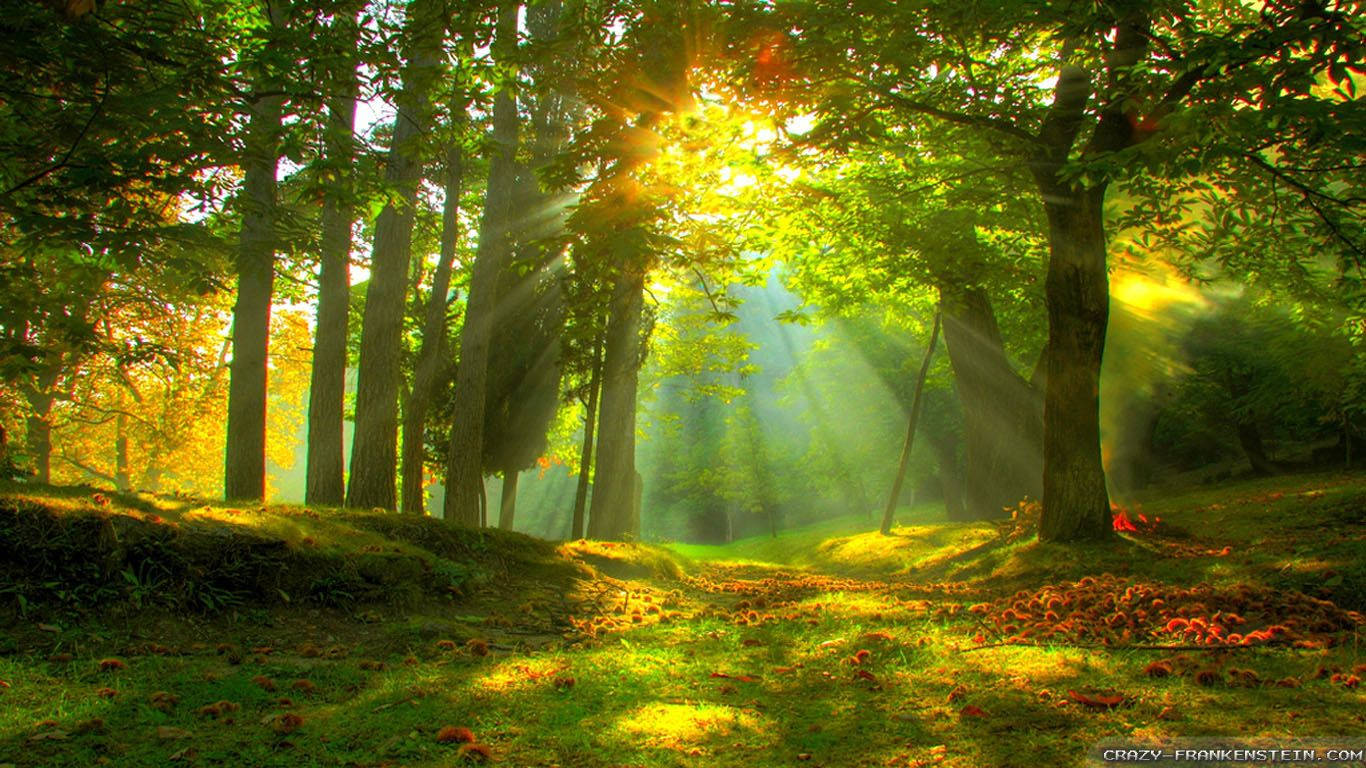 Forest With Beautiful Sunlight Wallpaper