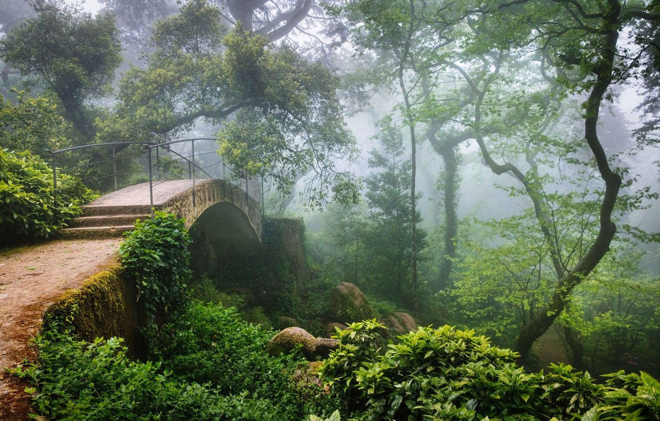Forest With Bridge In Sintra Portugal Wallpaper