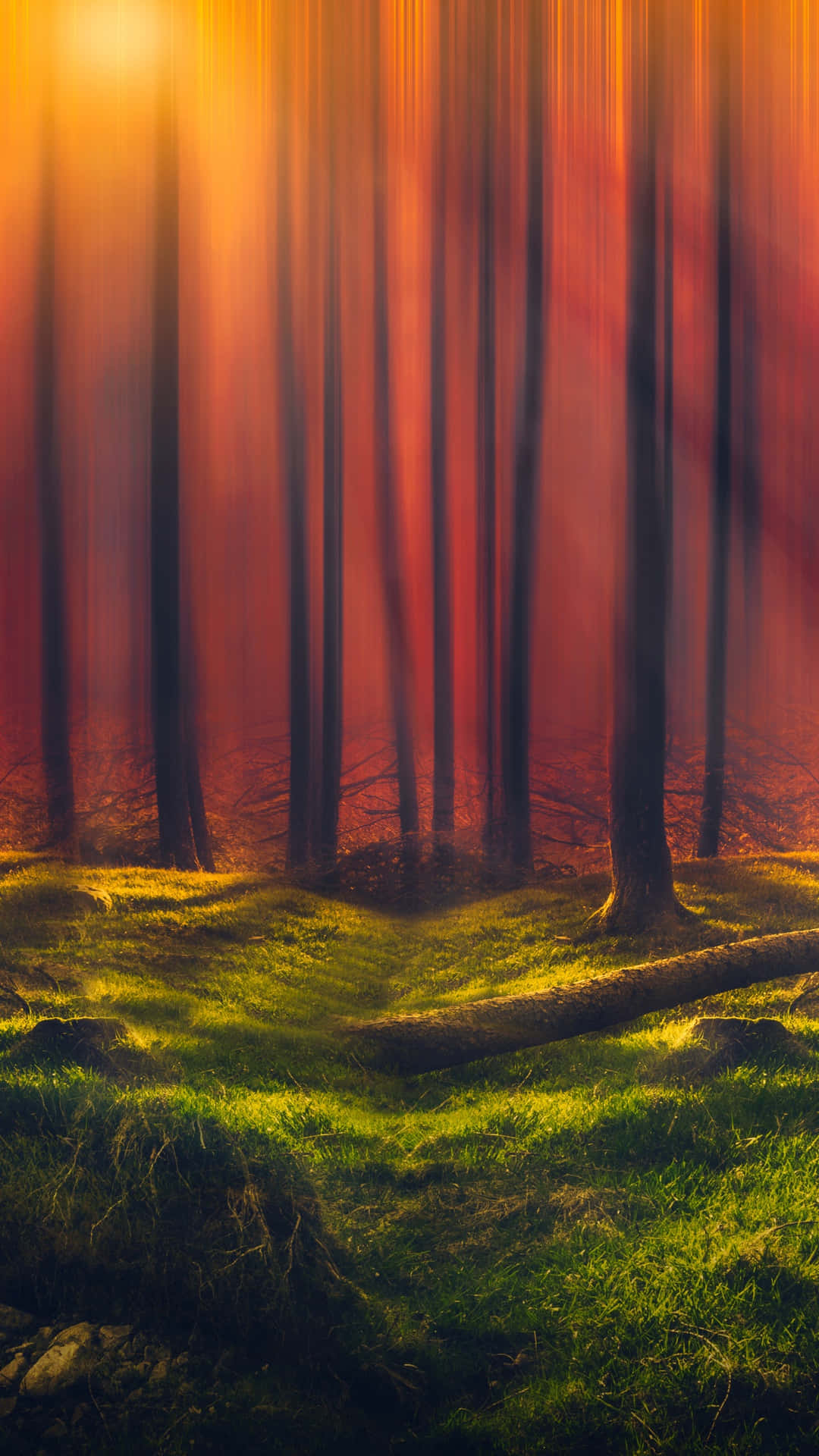 Forest With Orange Sun Rays Wallpaper