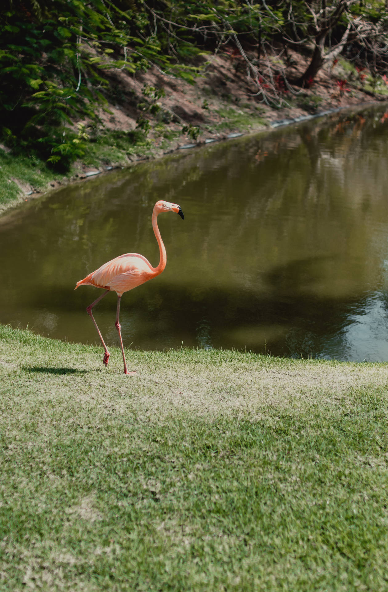 Alltidensam Rosa Flamingo. Wallpaper
