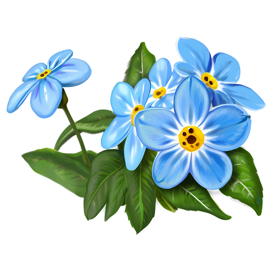 Forget-me-not Flower Drawing Png 05252024 PNG