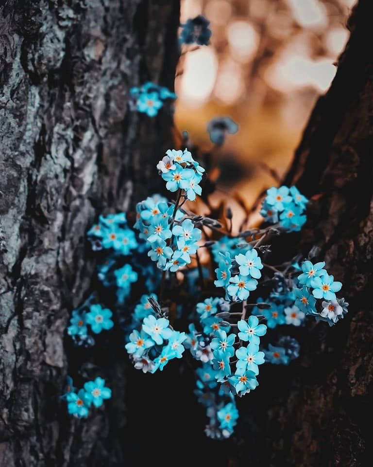 Forget Me Not Flower In Trees Background
