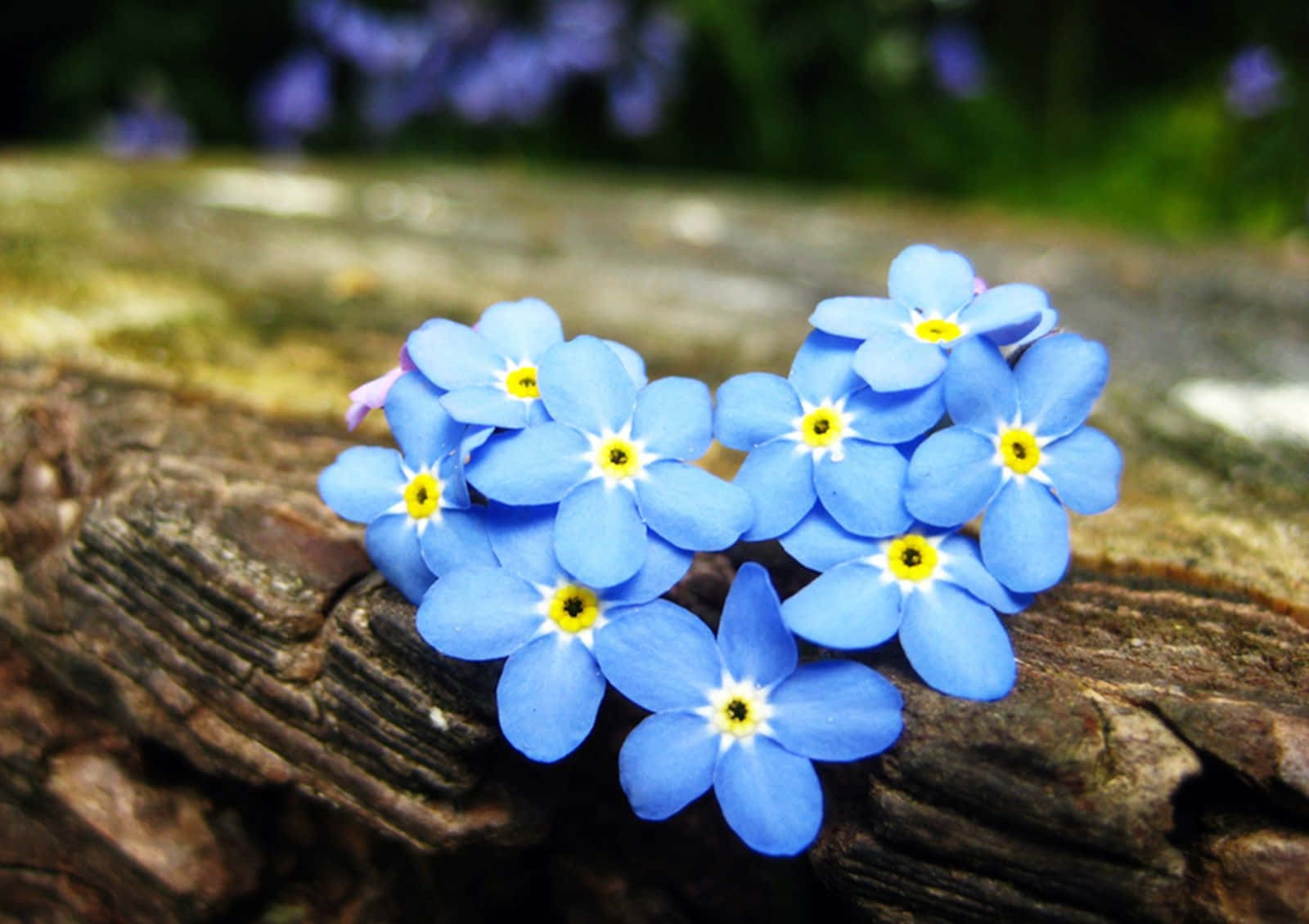 Einbündel Blauer Blumen Auf Einem Holzscheit