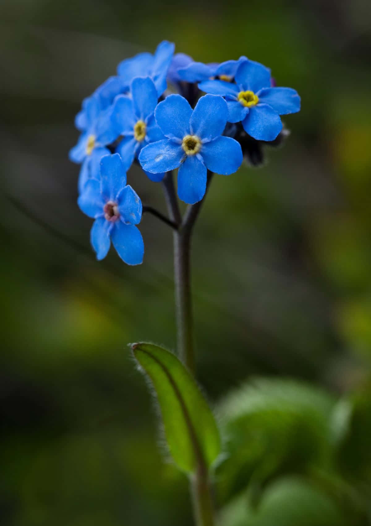 A Blue Flower With A Green Background