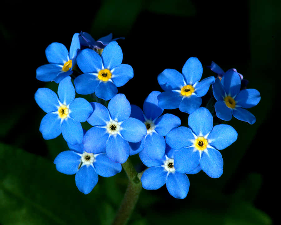 Einezarte Blaue Vergissmeinnichtblume In Einem Gartenambiente.