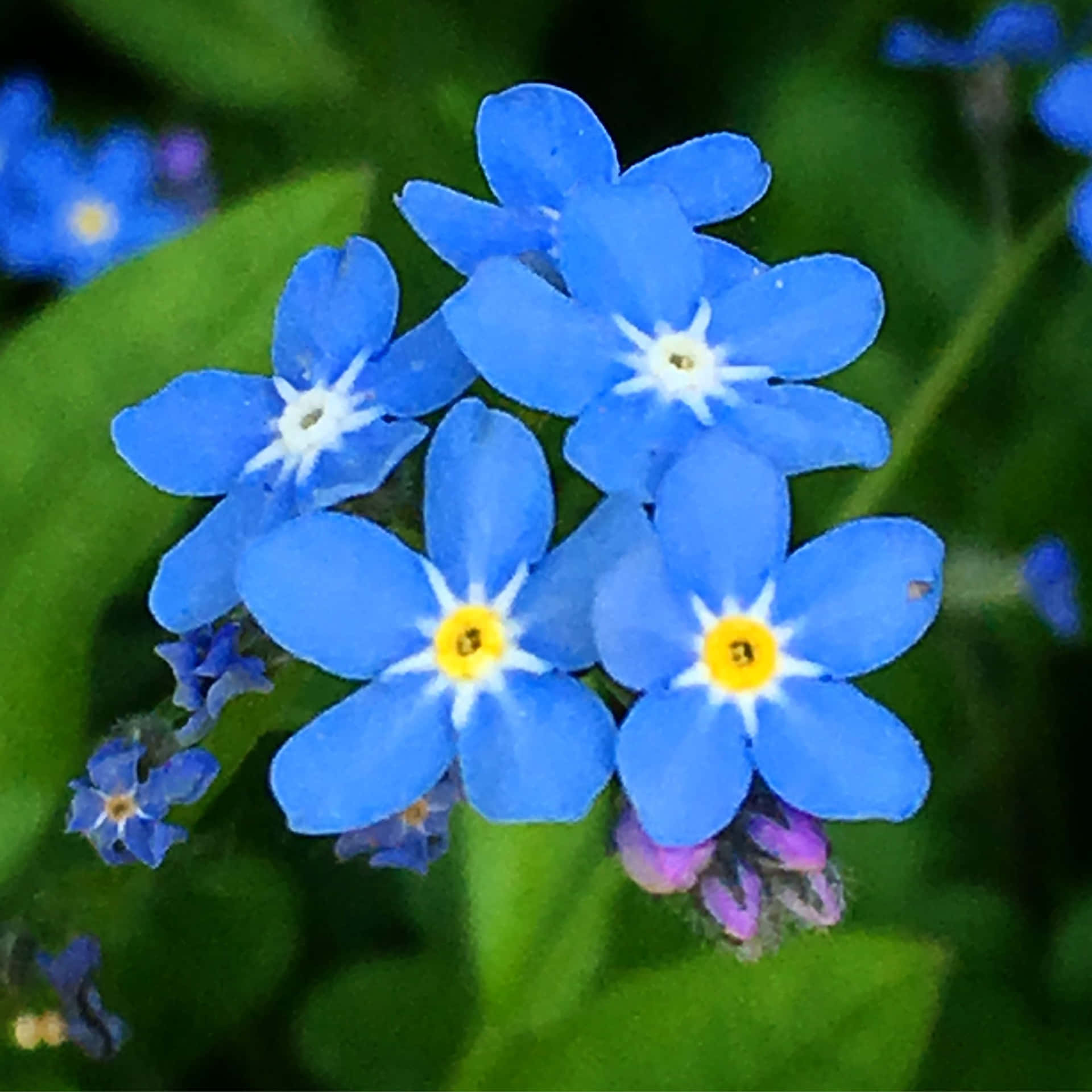 A cheerful blue Forget Me Not flower symbolizing lasting love and memories.