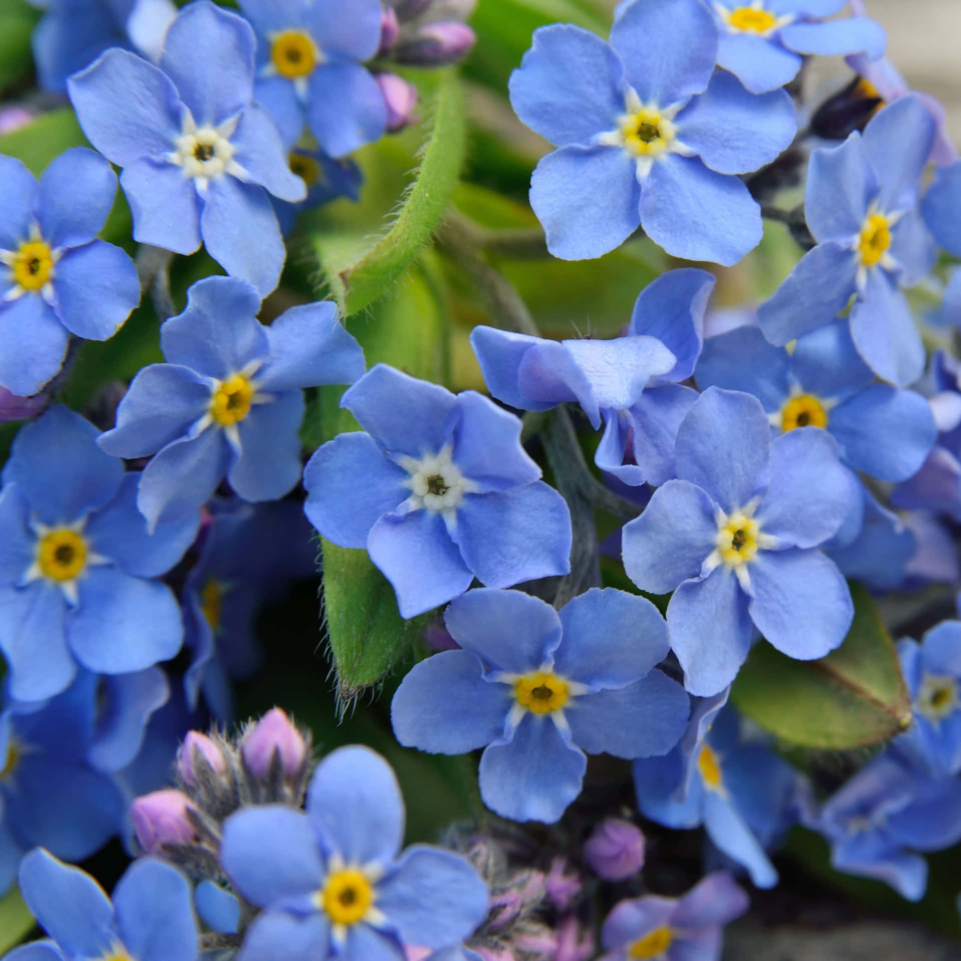 A Close Up Of Blue Flowers