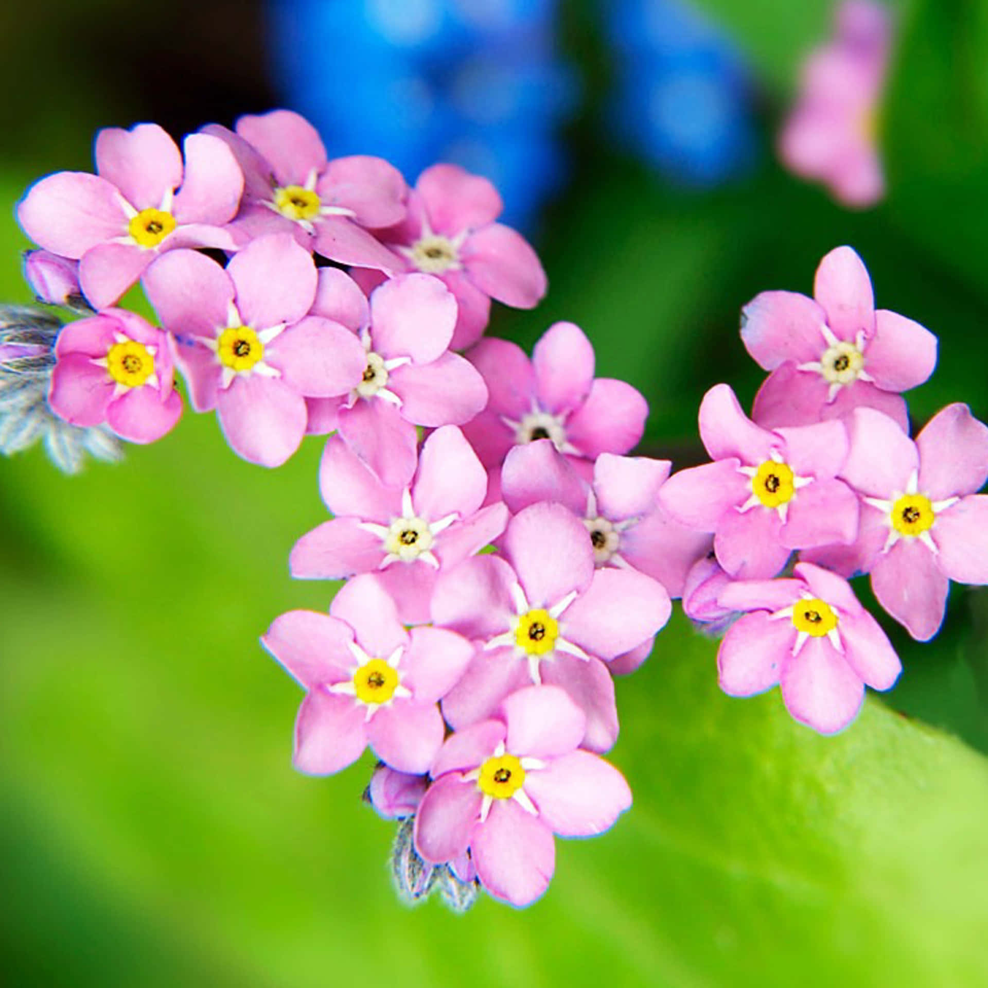 Forget Me Not Flower Pictures