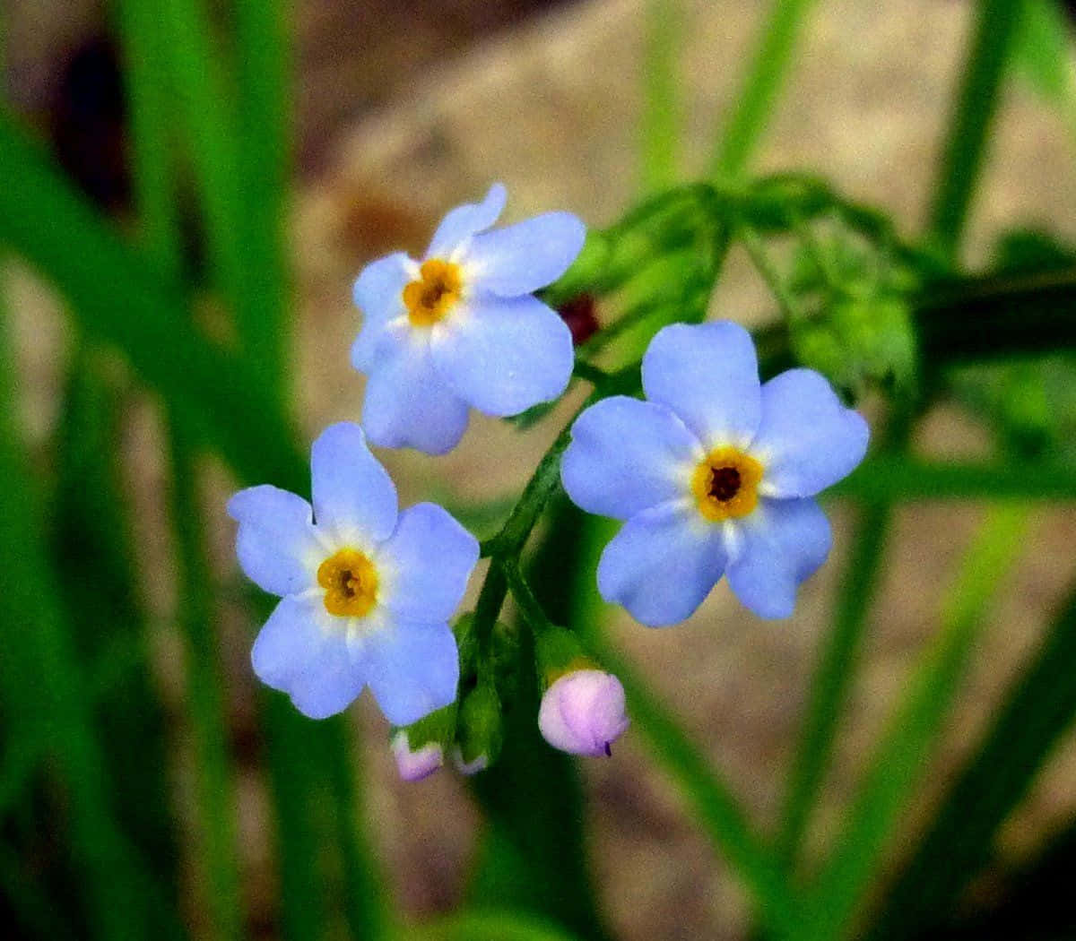 A delightful reminder - the Forget Me Not flower.