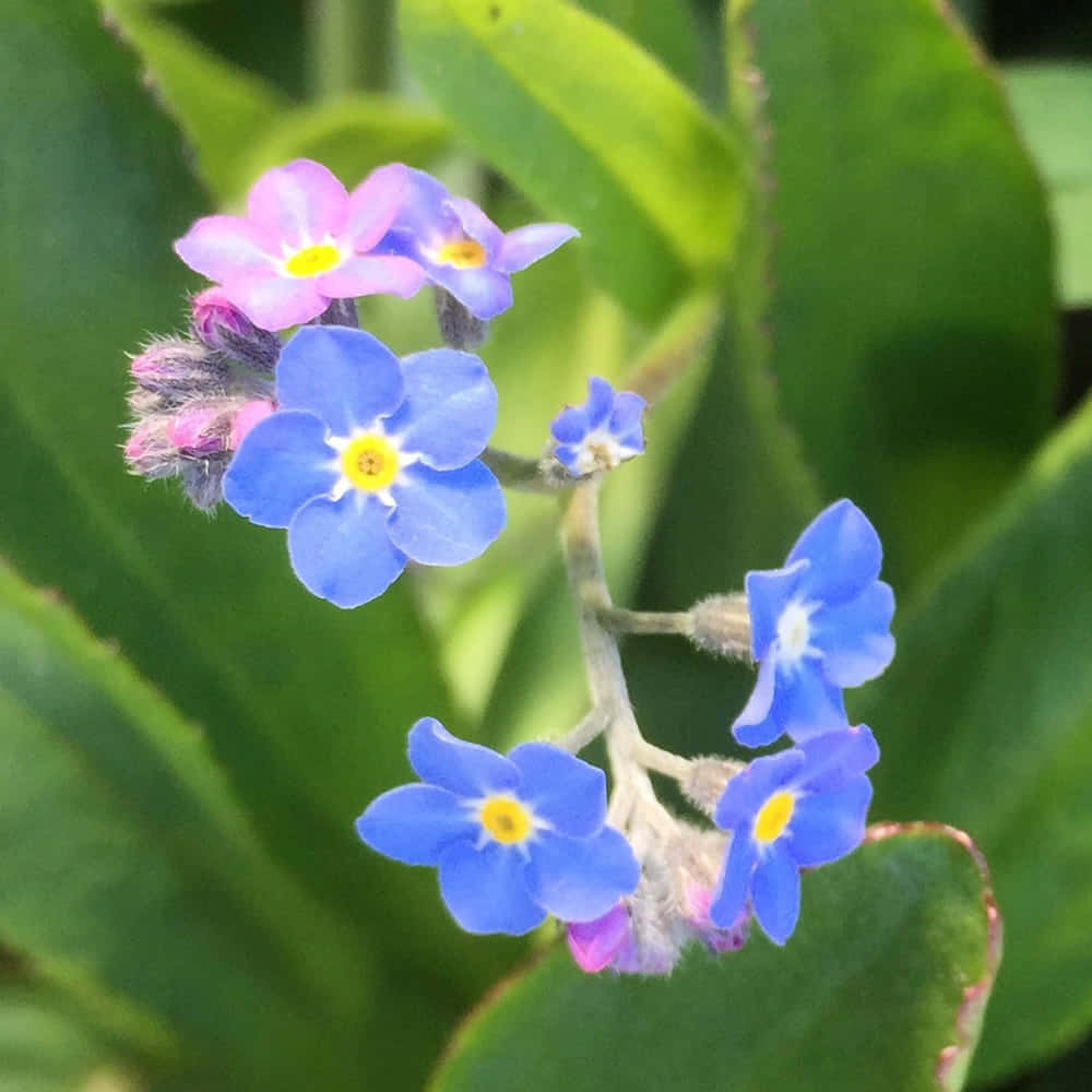A beautiful, vibrant forget-me-not flower in the garden.