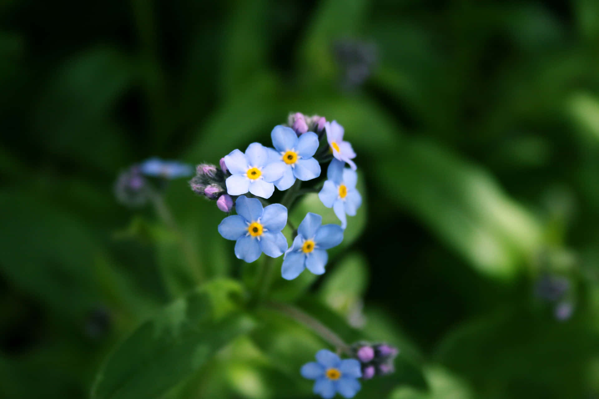 Feel Special With A Forget-Me-Not Flower Bouquet