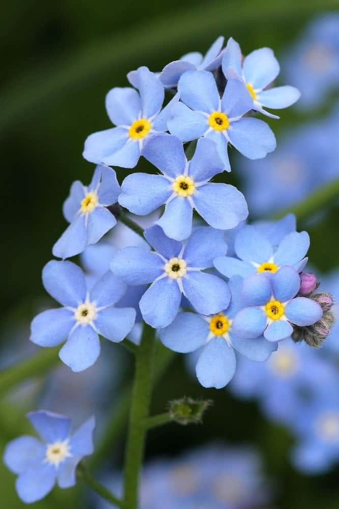 Forget Me Not Flower Pictures