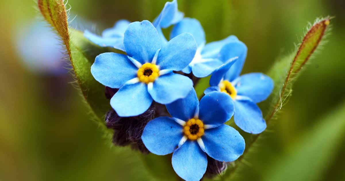 A beautiful forget-me-not flower, surrounded with tiny droplets of dew.