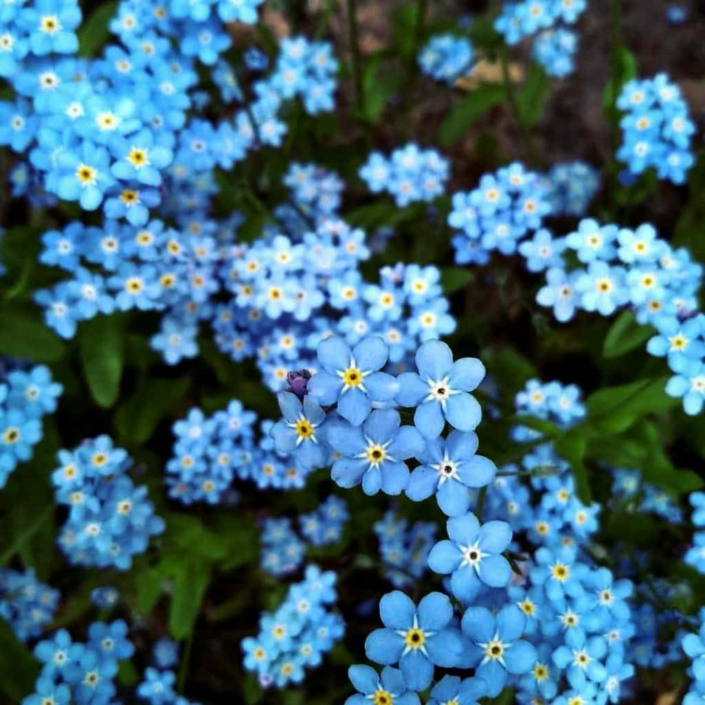 A lovely, small Forget Me Not flower