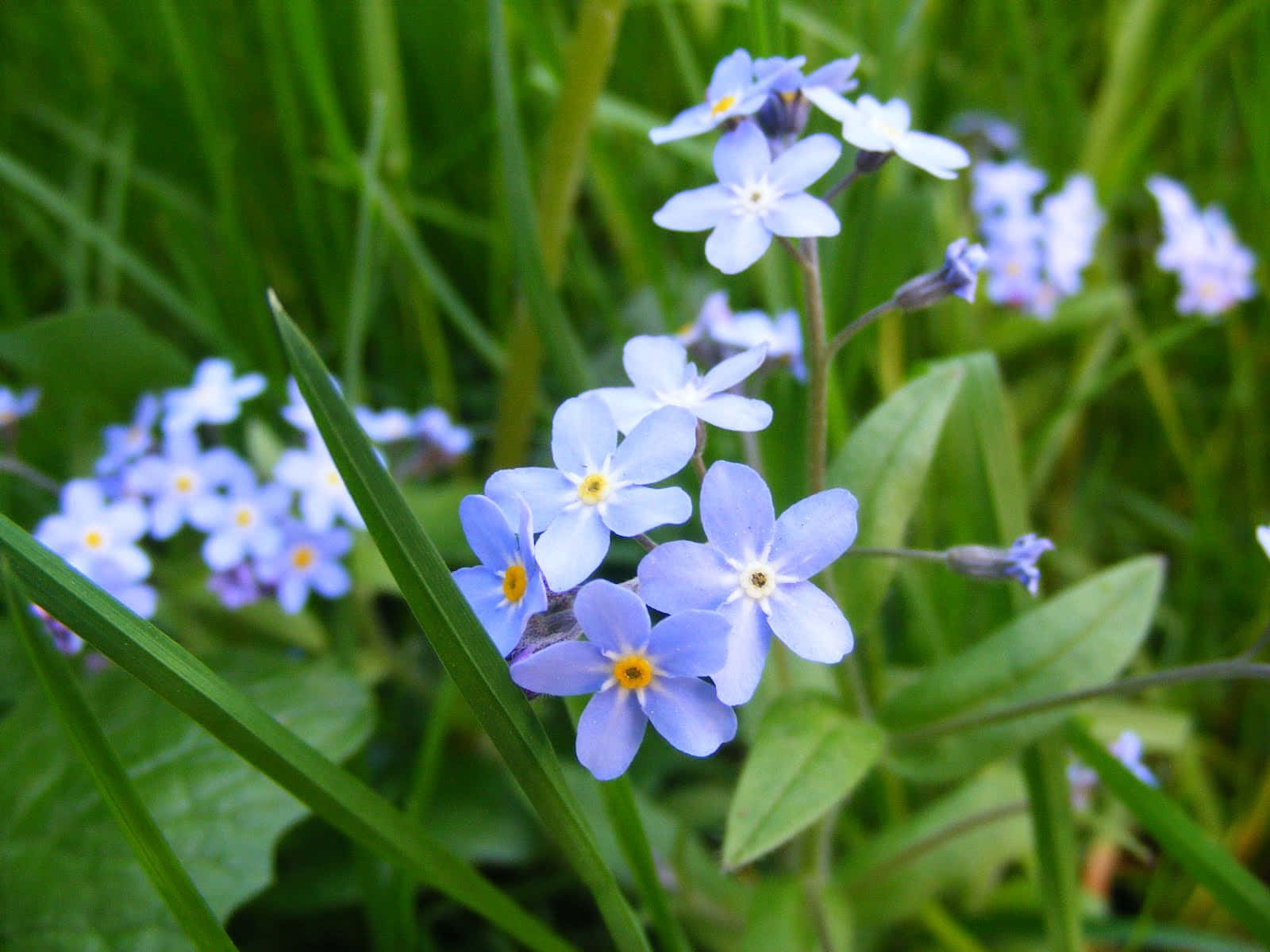 "A single forget-me-not flower flourishing amidst a vibrant garden"
