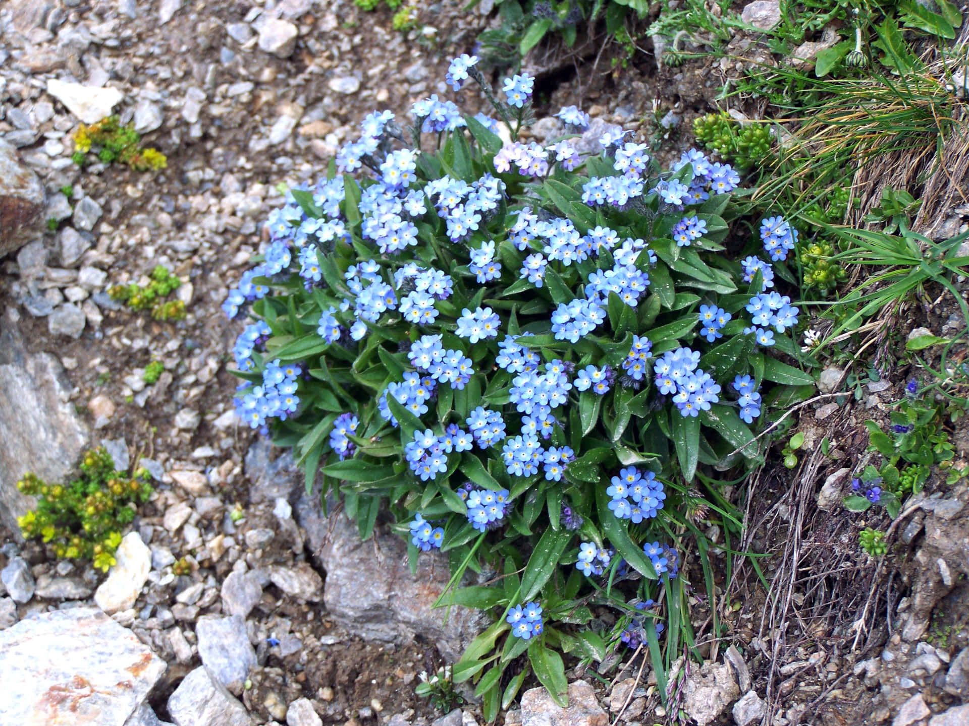 A Small Rock With Flowers