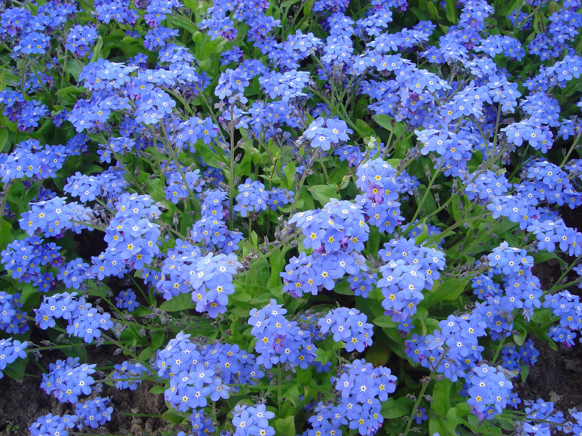 Add an everlasting touch to your garden with the vibrant Forget-me-not flower.