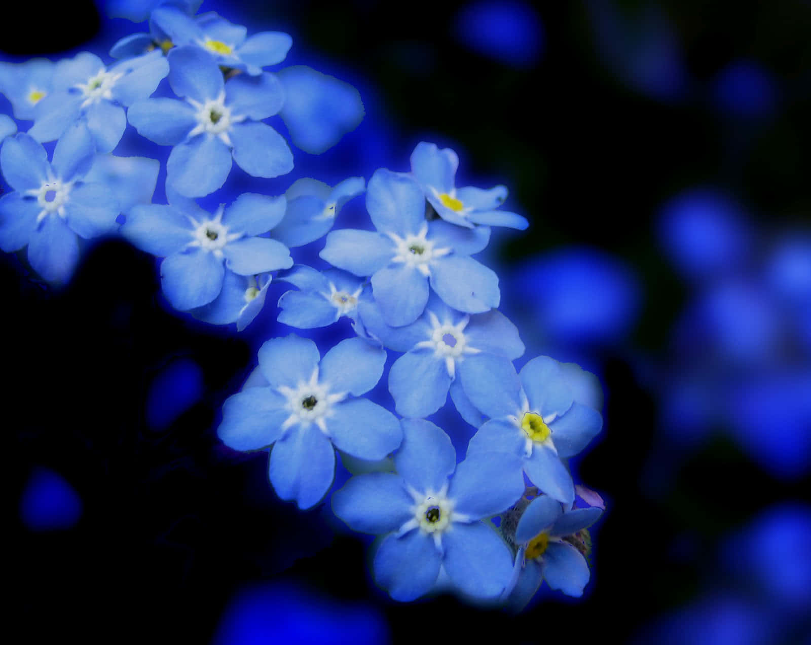 Färska,ljusblå Glömma Mig Ej-blommor I En Bukett