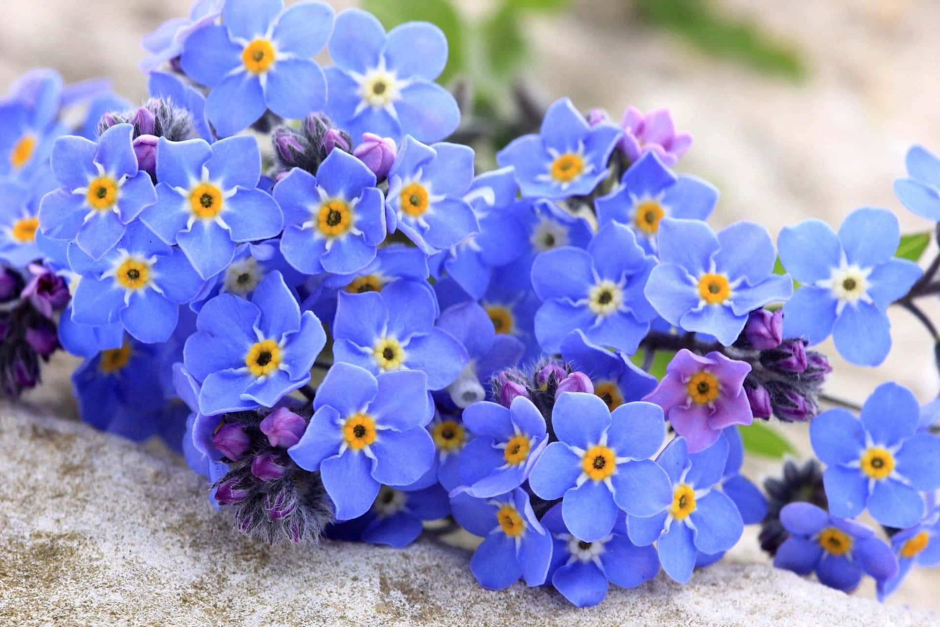 A Bunch Of Blue Flowers Are Growing On A Rock