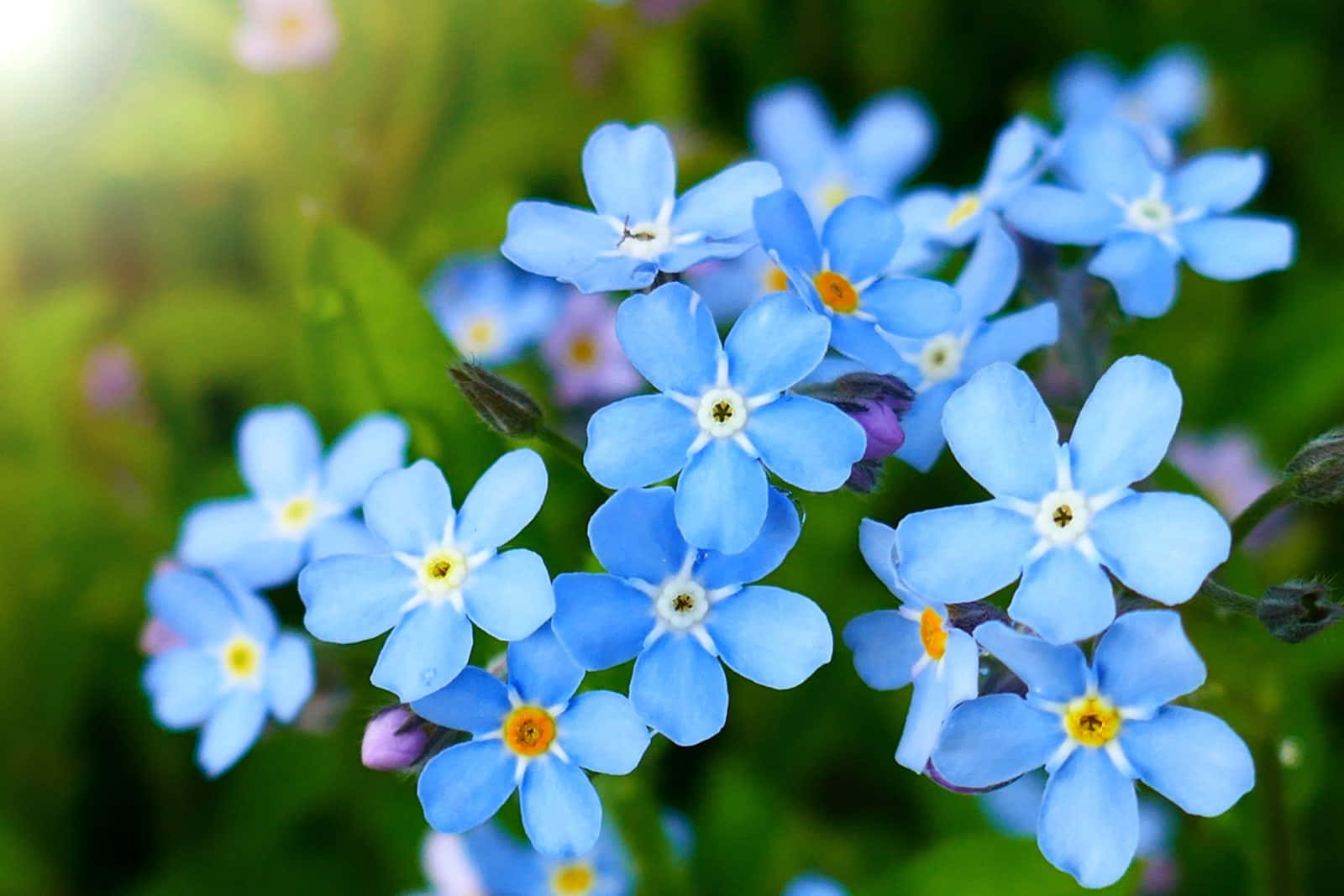 Einegruppe Blauer Blumen Mit Sonnenlicht, Das Auf Sie Scheint.