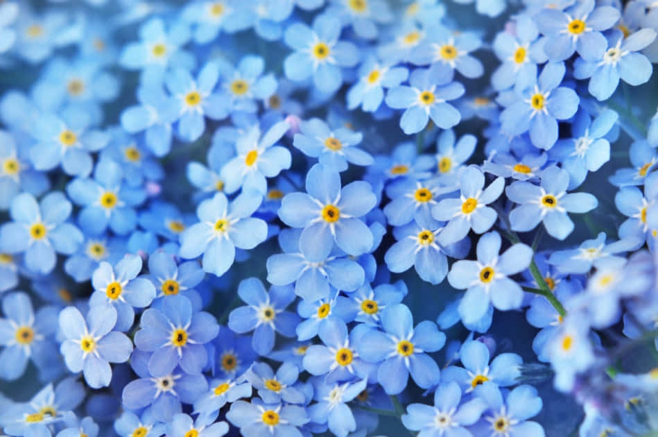 Einentzückender Blütenstand Der Vergissmeinnicht-blume - Ein Bildschöner Sommermoment