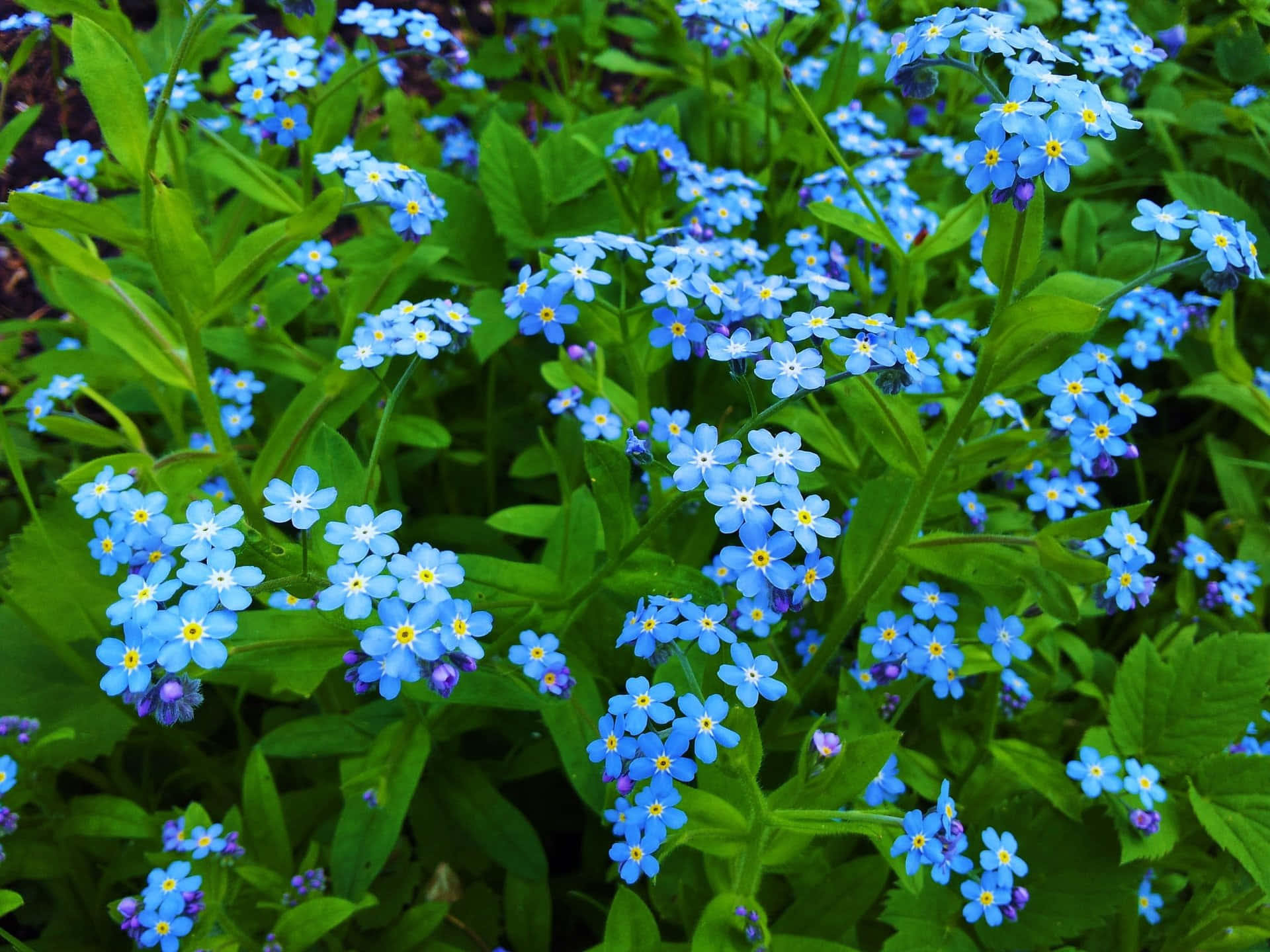 Einevielzahl Von Blauen Blumen